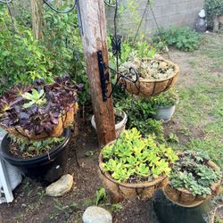 4 Hanging Succulents/ 4 Plantas Un Precio