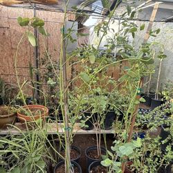 Purple Flower Orchid Trees in 5 Gallons5F And 4F The Tall  $50 And $45 Each Price Firm