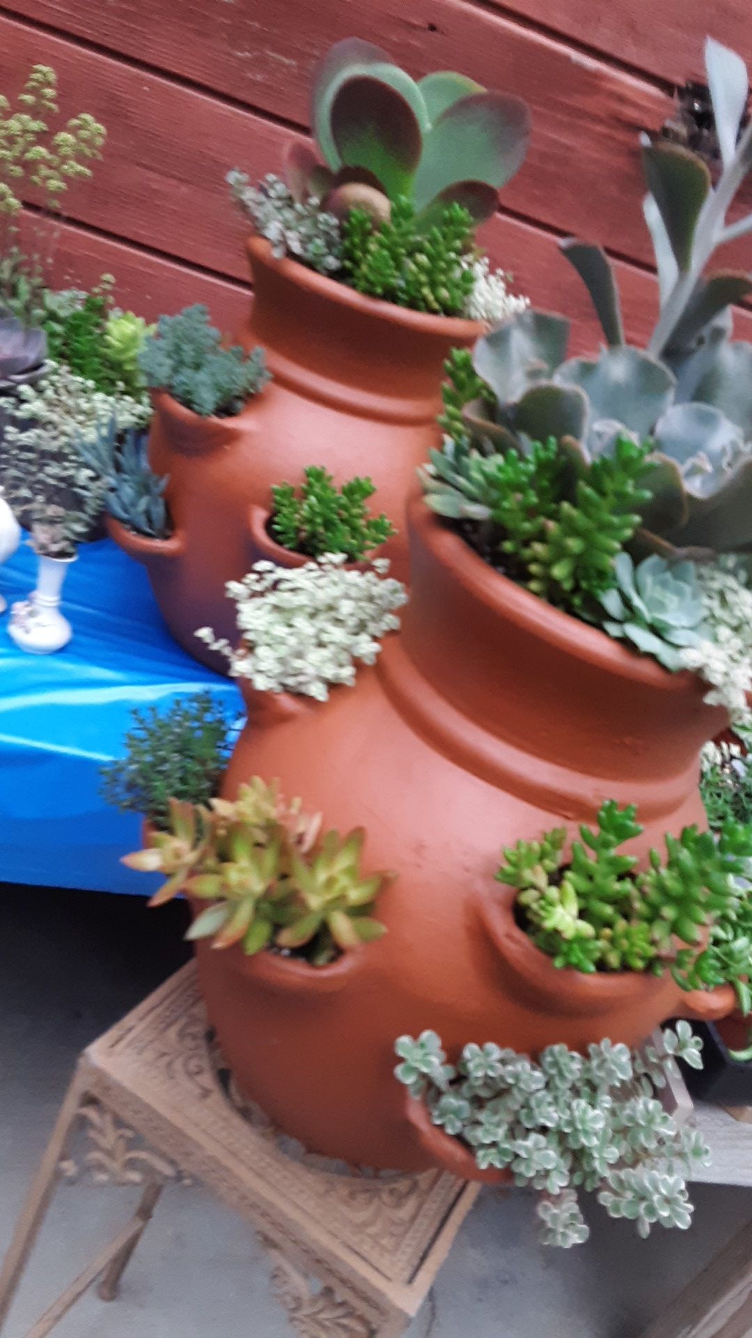 18" clay pots with succulent plants $50 each