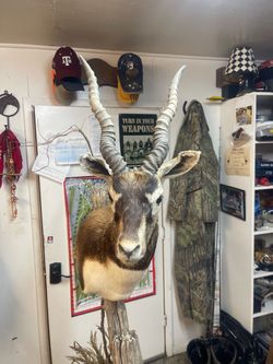 Black buck  Mount