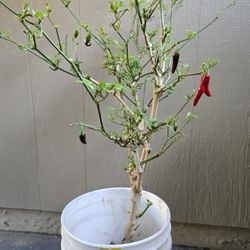 Serrano Pepper Plant