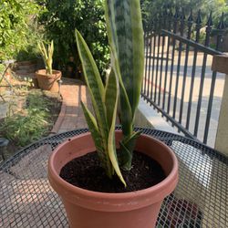 20” Tall Snake Plant in Plastic Container Pot