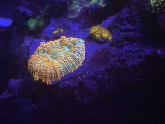 Coral