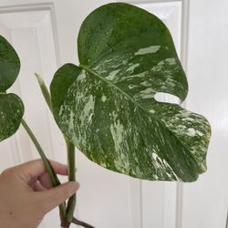 Beautiful Albo Monstera Top Plant CUTTING- Rooted