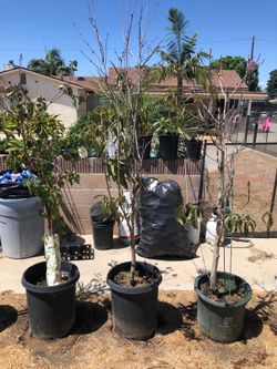 Fruit trees