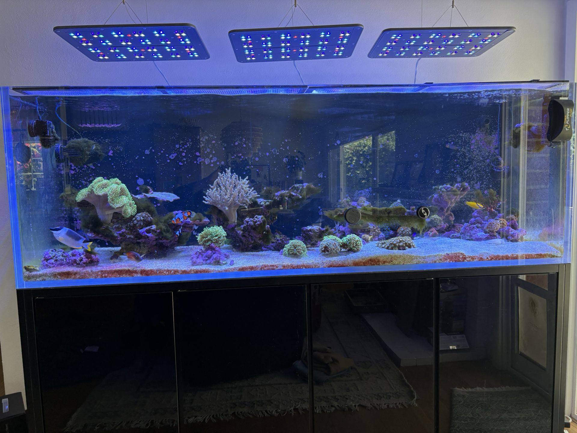 Cade 2100. 6 Foot Reef Tank.