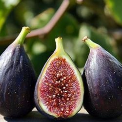 🌿 Violette de Bordeaux Fig Trees – Coming Soon! 🌿