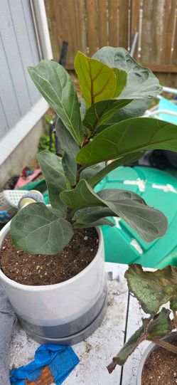 Fiddle leaf fig