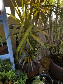 Dracaena with Succulent