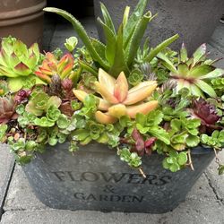Succulents Plants Arrangement In It’s Own Container.