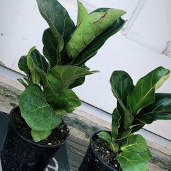 Ficus Lyrata