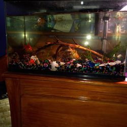 Custom Fish Tank Setup And Cleaning 