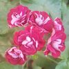 Brenda