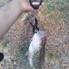 Big Fish Guy