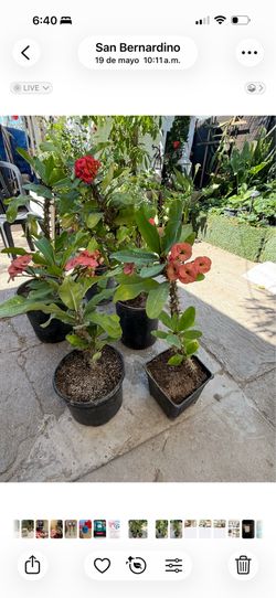 Plantas corona de Cristo