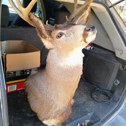 Old Whitetail Deer Mount 