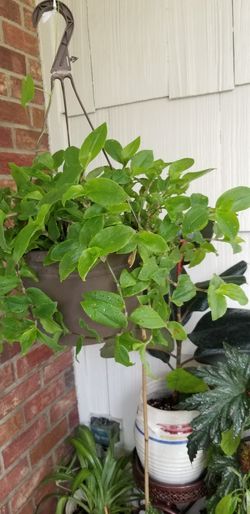 beautiful green plant with white flowers