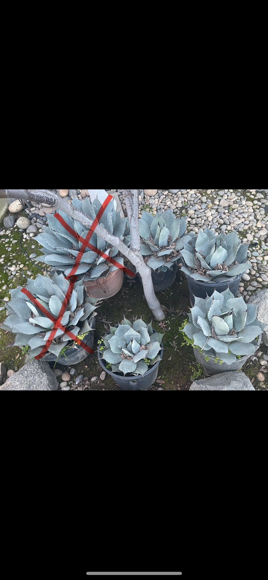  Agave Parryi Truncata Plants
