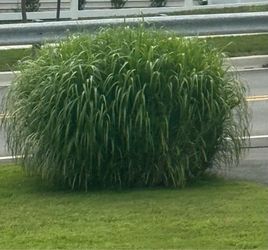 Free ornamental grass