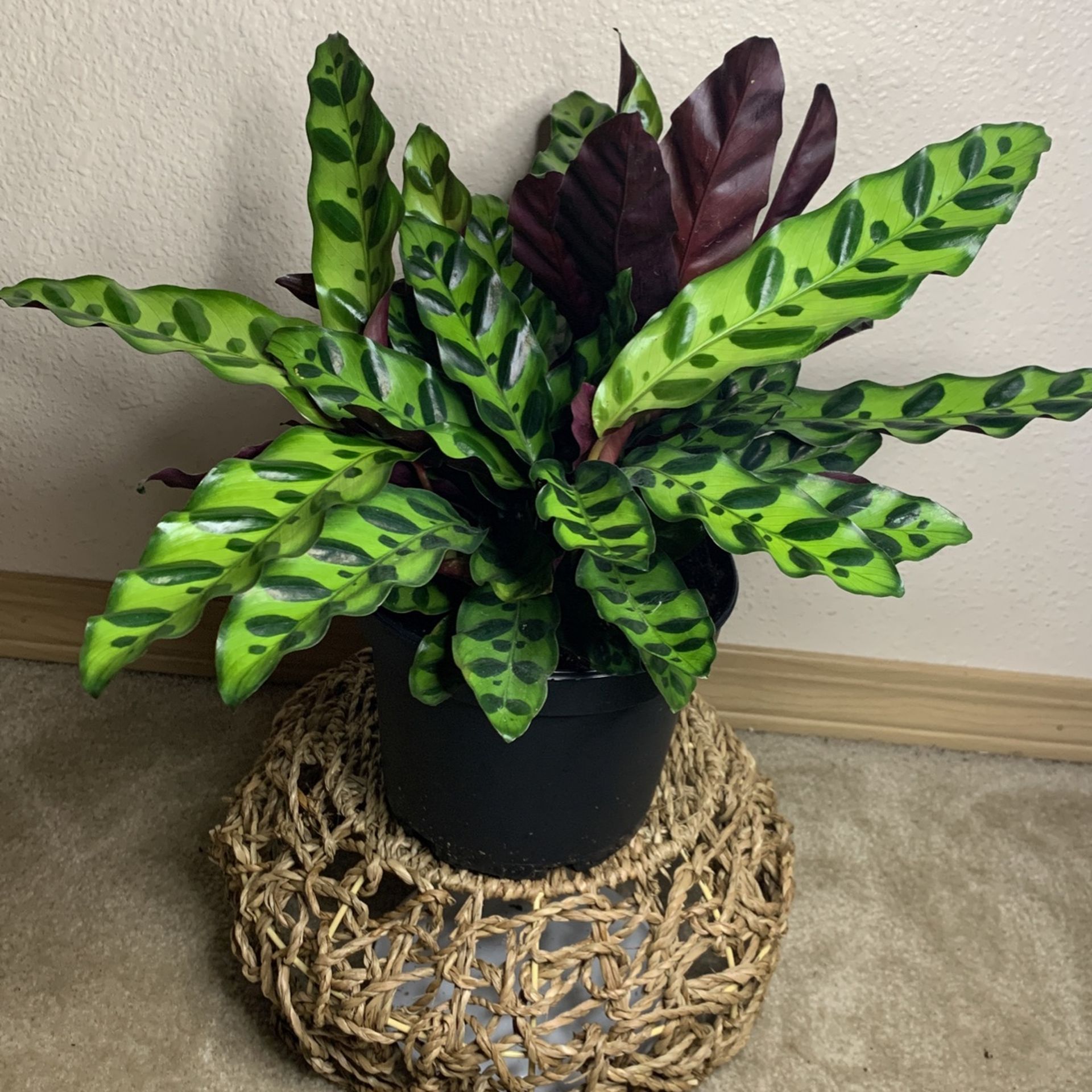 Calathea Rattlesnake Prayer Plant Non Toxic 