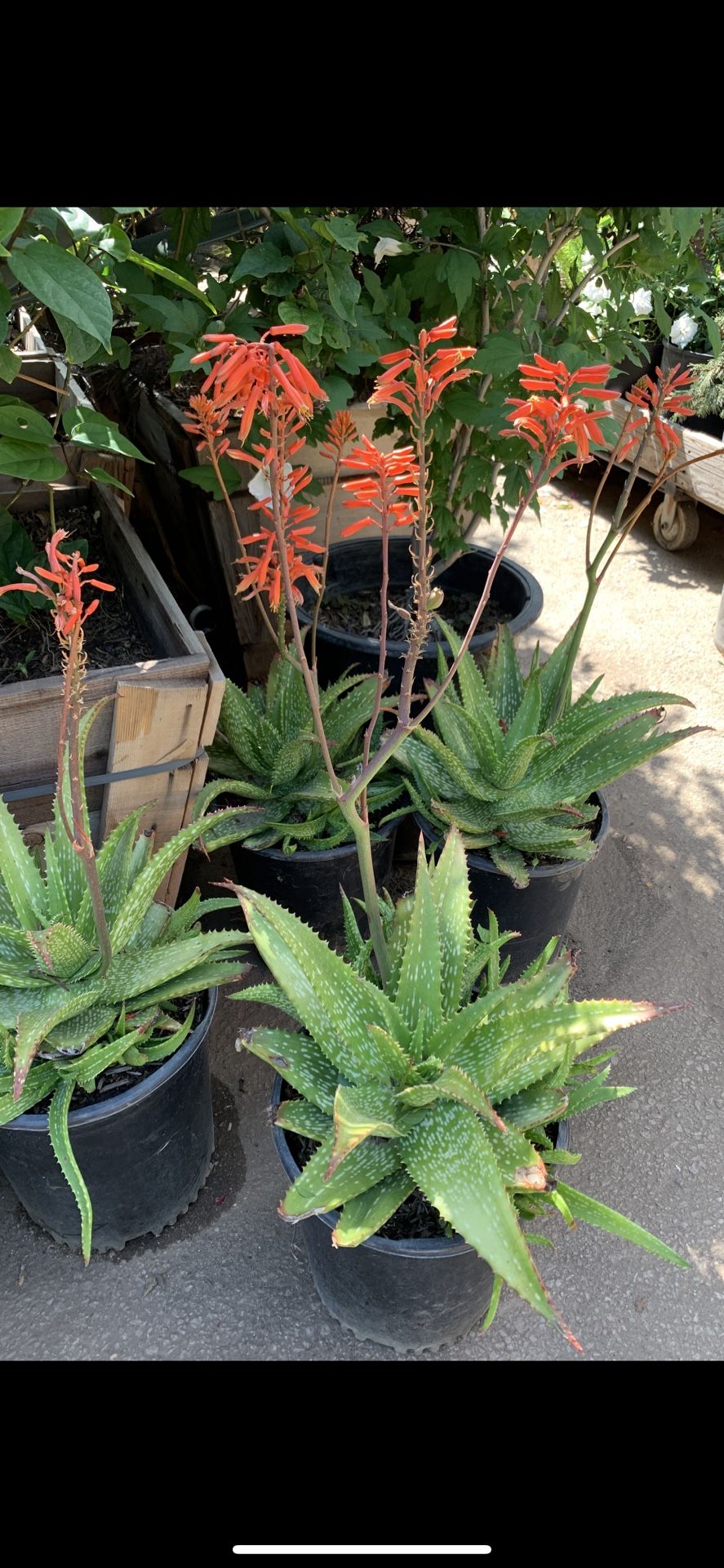 Aloe plant