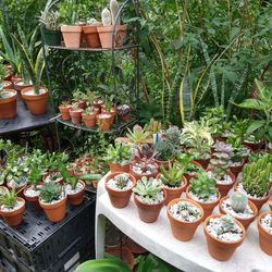 ☀ Succulent House Plants in Terracotta Pots☀

