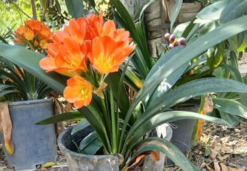 clivias miniata Orange