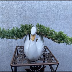 Bonsai Japanese Garden Juniper Planted In A Goose Pot