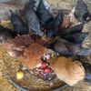 Egglintine 