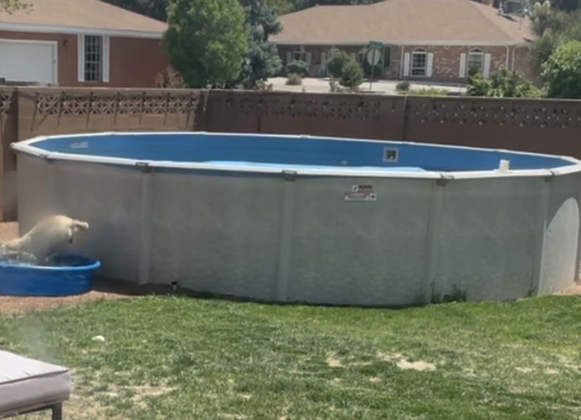 Above Ground Pool