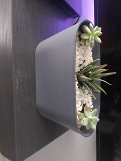 Plants