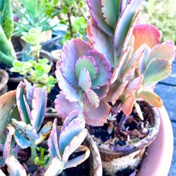Kalanchoe Fedtschenkoi Variegated Lavender Scallops Succulents 🪷🌿