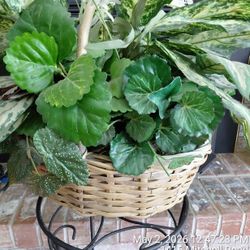 Plant STAND AND PLANT 
