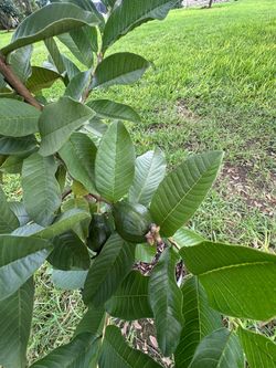 Guava tree pink / Guayaba rosada