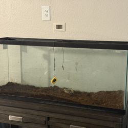 55 Gallon Fish Tank