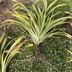 Golden Sword Yucca Plants