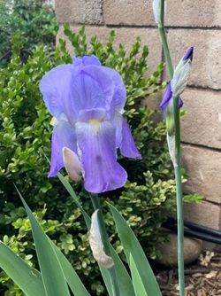 Iris Pallida Bearded Iris Dalmatian Iris Sweet Iris Plant in 1 Gallon Pot