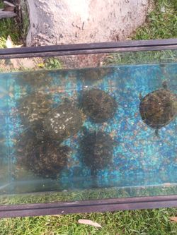 Baby turtles