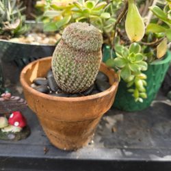 SUNDAY PLANT SAN LORENZO  1PM TO 4PM  KOREAN RARES