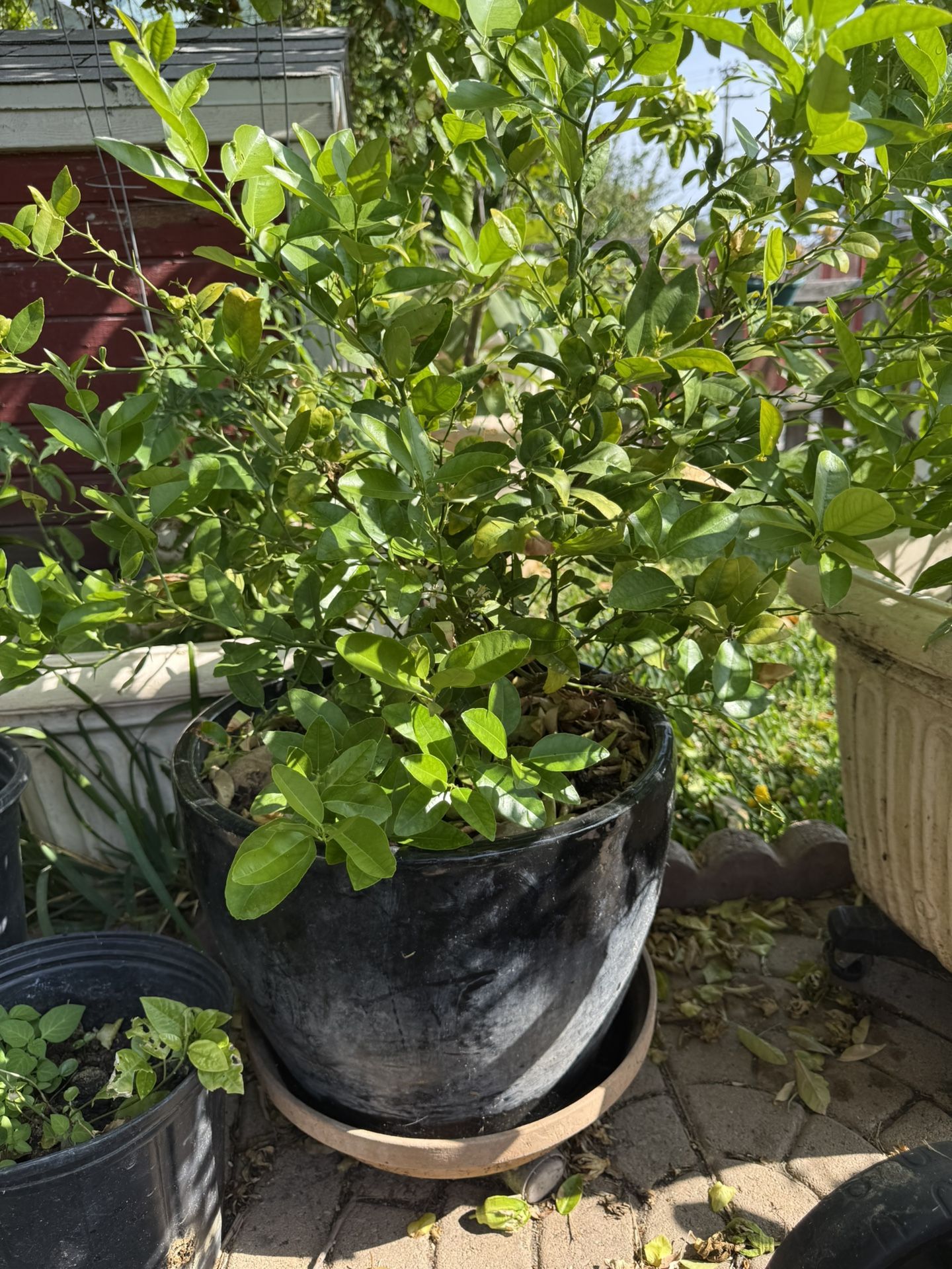 Lemon Tree