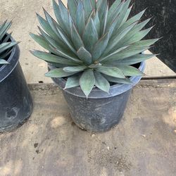 Blue Glow Agave
