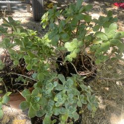 Three Plant $15