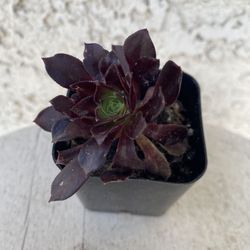 2 Inch Pot Succulent Plant - Aeonium Arboreum - Tree Aeonium - Black & Green - Rooted & Established - Drought Resistant ðŠī Perfect Baby & Wedding Show