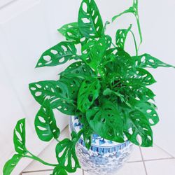 Trailing Swiss Cheese Monstera Pothos Plants - 8” Nursery Hanging Container - Indoor Plant