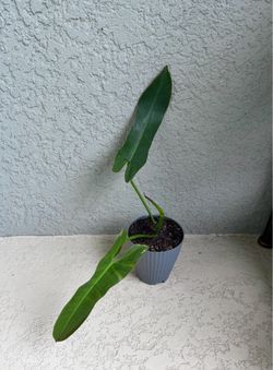 Philodendron Atabapoense plant