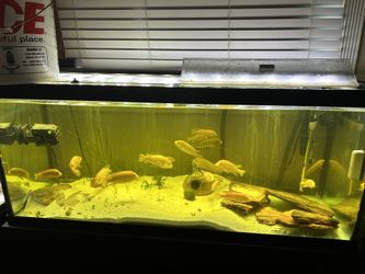 Fish Tank