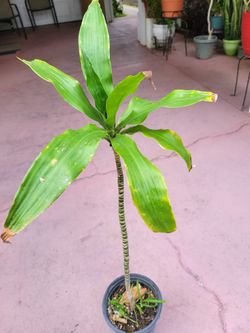 Dracaena Plant Over 2ft Tall