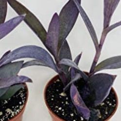 Two Purple Heart Plant Setcreasea Indoors or Out 