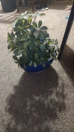 Fake indoor outdoor plant