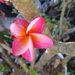 Healthy Plumeria Plants 